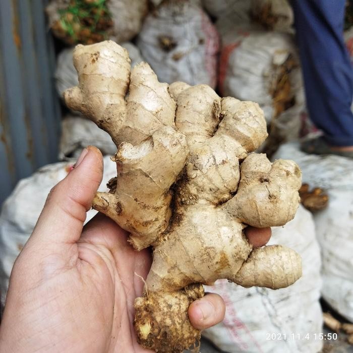 

Pilihan- Jahe Gajah Segar 1Kg - Jahe Putih Segar