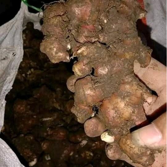 

Pilihan- Jahe Merah Jahe Abang Susu Jahe Super Kemasan 1Kg