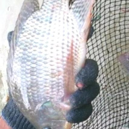 indukan nila paket 6 ekor