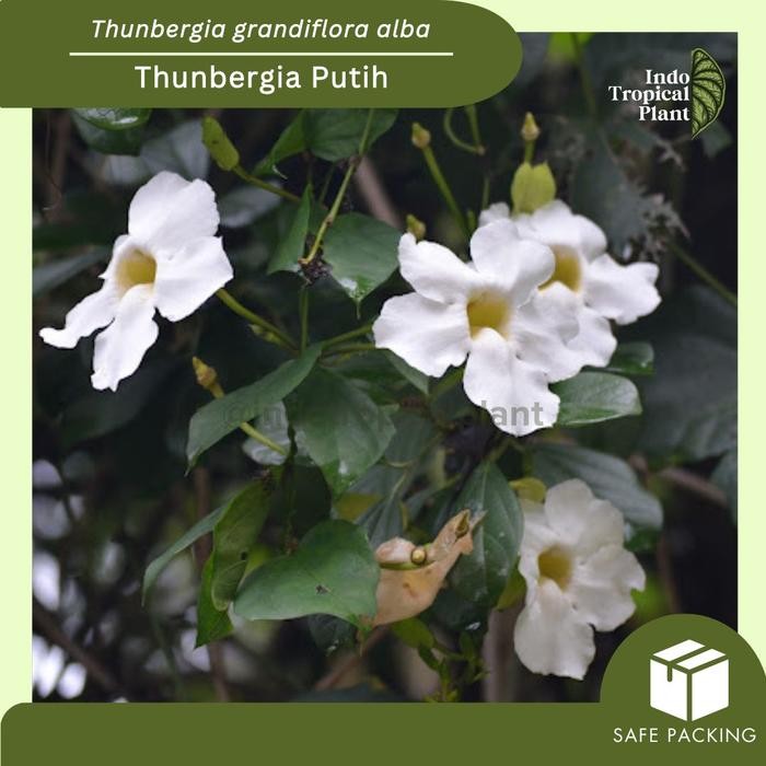 Tanaman Hias Thunbergia grandiflora alba / Thunbergia Putih / Hiasan Taman