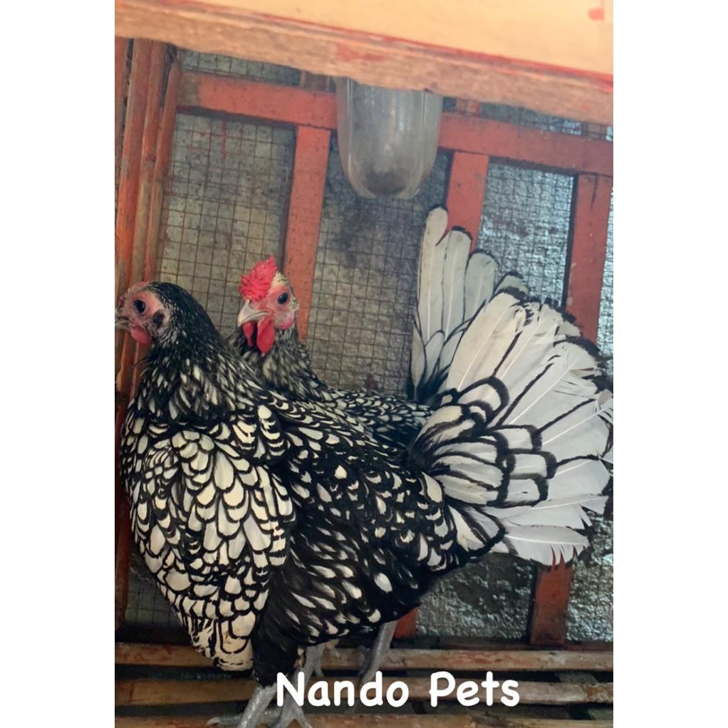 Ayam Batik Kanada - Ayam Batik Itali - Ayam batik