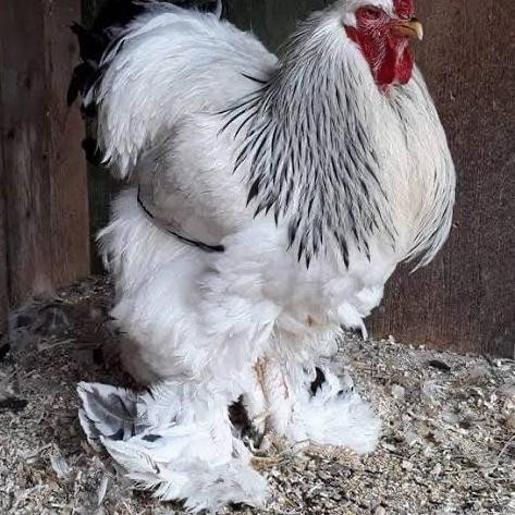 SALE Ayam Brahma Asli