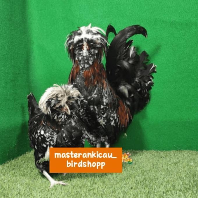 AYAM POLAND JAMBUL KHATULISTIWA SEPASANG MEWAH KODE 1020