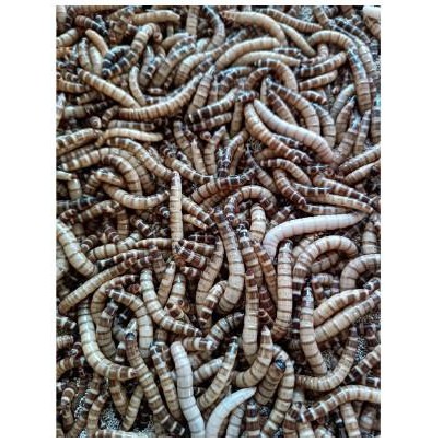 JUAL PAKET TERNAK ULAT JERMAN ISI 50 PCS INDUKAN KEPIK KUMBANG SIAP -