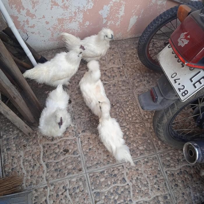 ayam hias ayam silkie ayam kapas