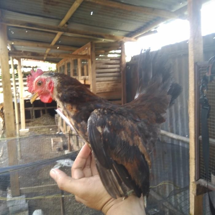 ayam serama remaja sepasang