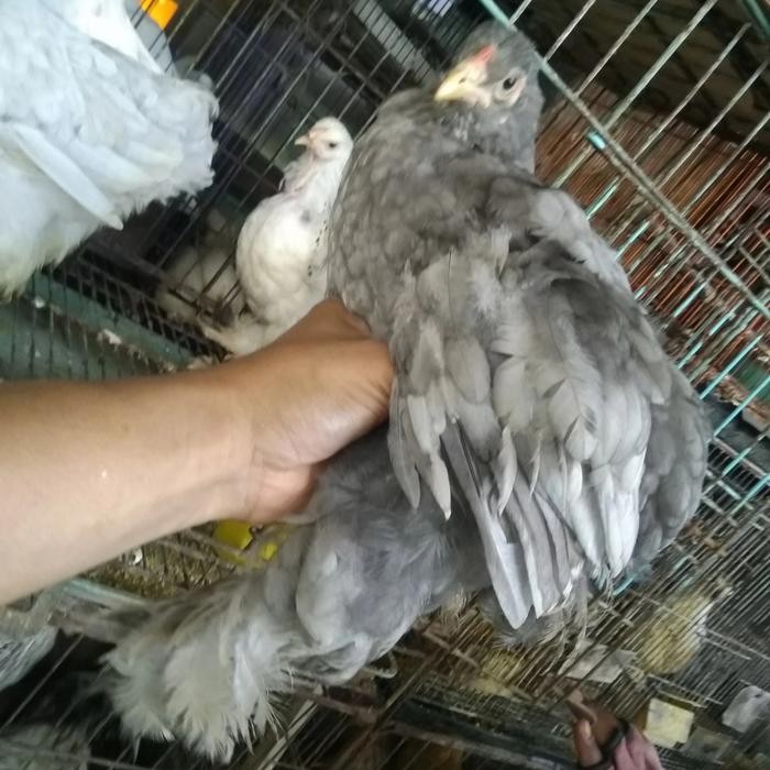 ayam brahma umur 3 bulan