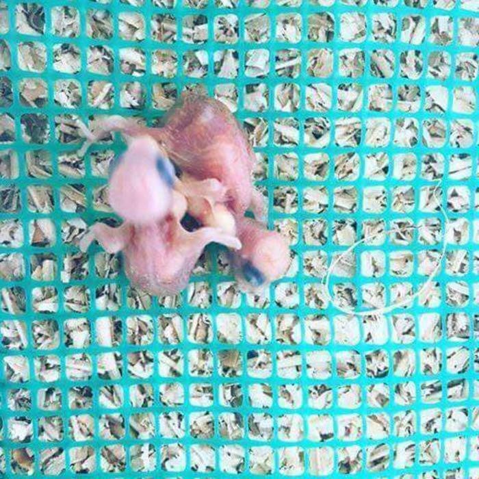 KAWAT JARING PLASTIK KOTAK / ALAS KAKI KANDANG ANAK BURUNG / AYAM - 1M