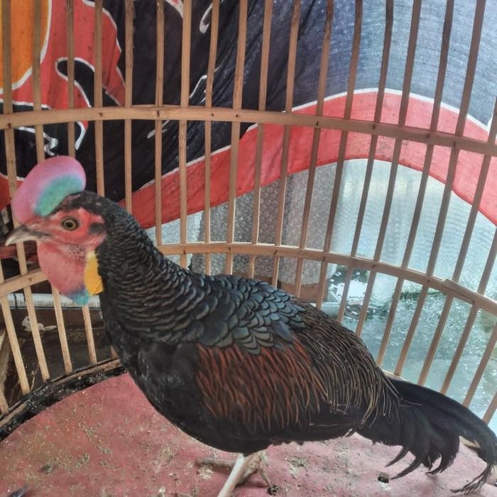 Paket Ayam Hutan Hijau 1 Jantan + 2 Betina