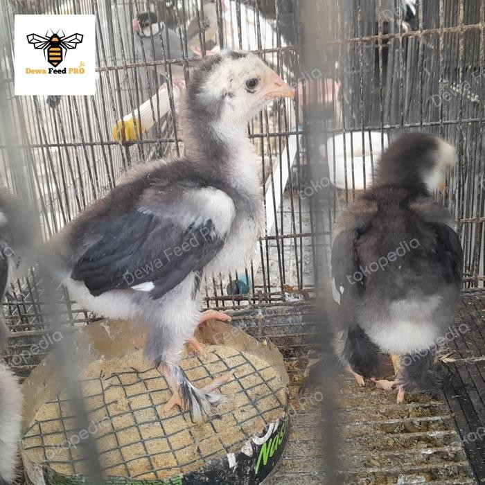 Bibit Ayam brahma Jantan dan Betina