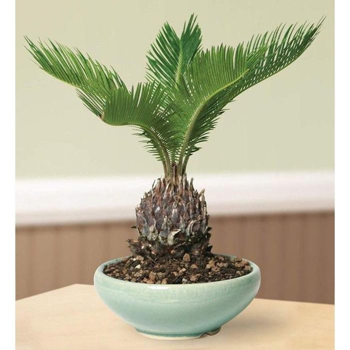 Tanaman Hias Palem Sikas Mawar Jambe / Tanaman Hidup Palm Sikas Pohon Palem Sikas Mawar Jambe Pohon