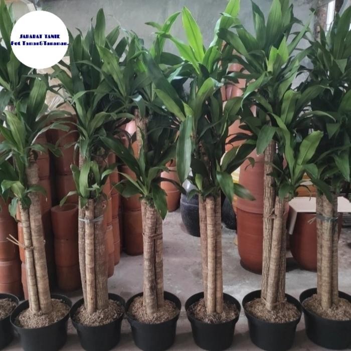 tanaman hias indoor dracaena fragrans - dracaena fragrans - dracena