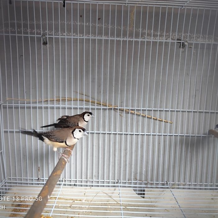 owl finch jantan duda ganteng