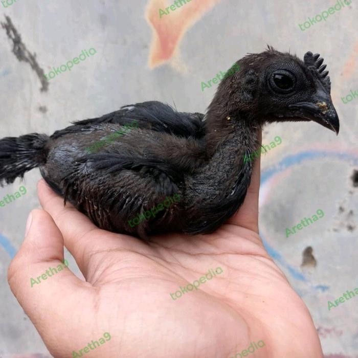 Ayam hitam cemani Asli Jakarta