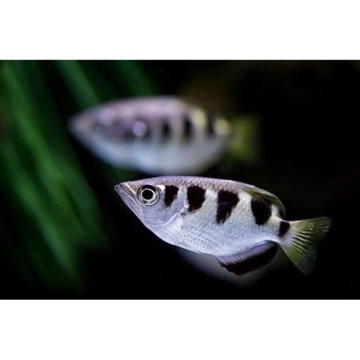 Archer Fish Tawar Ternak Nusantara