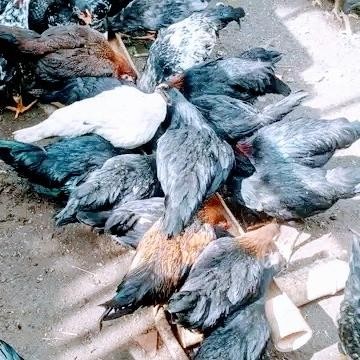 ayam kampung usia 5 bulan