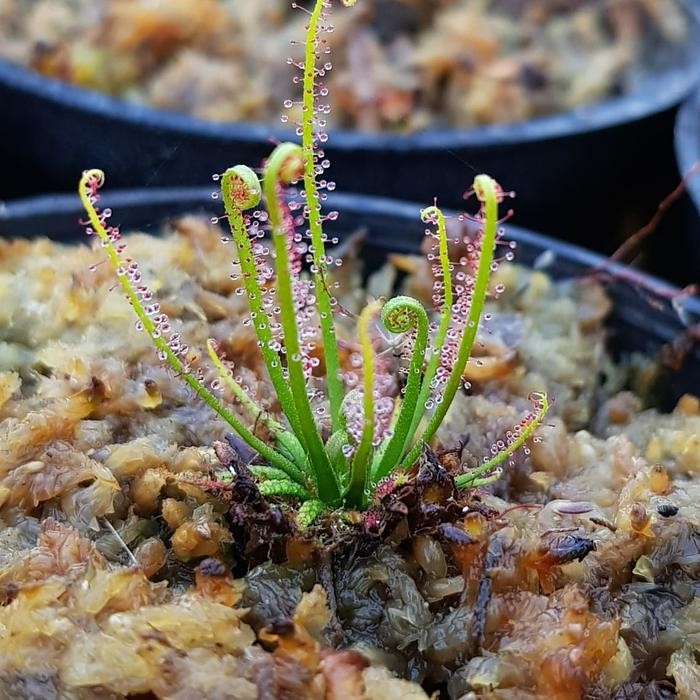 

Terbaru Benih Biji Tanaman Karnivora Drosera Filiformis Langka