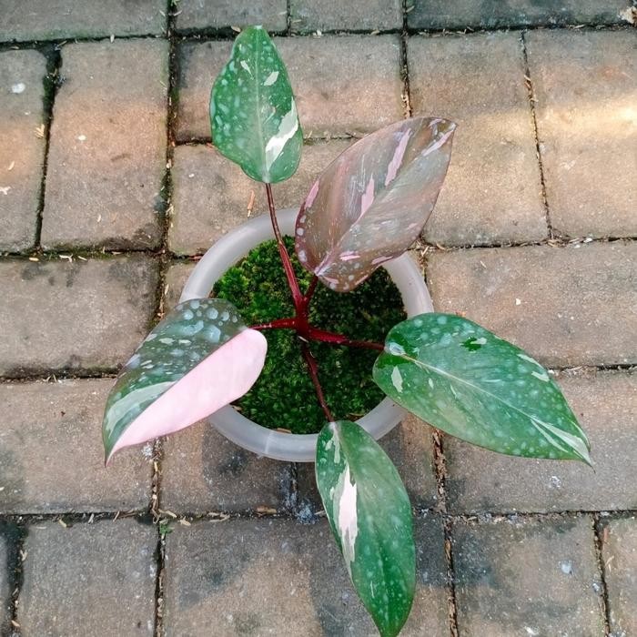 Philodendron pink princess marble