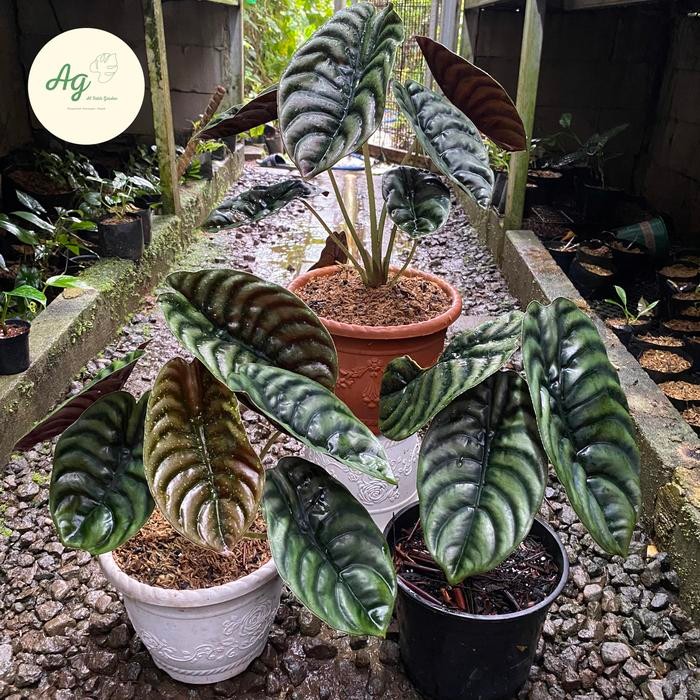 Tanaman hias alocasia cuprea -alocasia cuprea