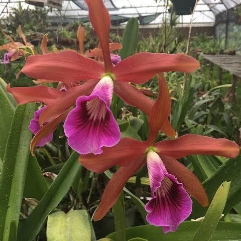Anggrek Cattleya Laelia Tenebrosa
