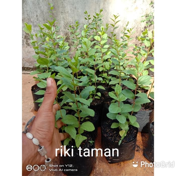 Paket 3 murah pohon bidara arab Asli/ Tanaman bidara arab