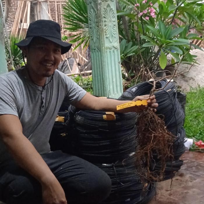 (Expert) rambatan anggur kabel isi kawat baja