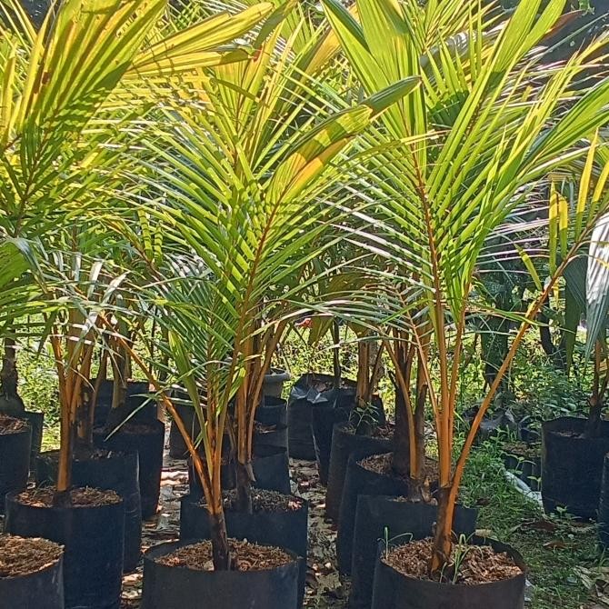 Terlaris Kelapa Gading - Bibit Kelapa Gading / Kelapa Kuning