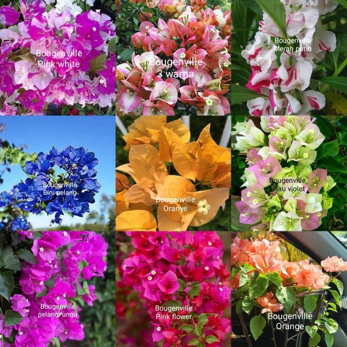 Terlaris Tanaman Hias Paket 9 Tanaman Bougenville Macam Jenis Bunganya