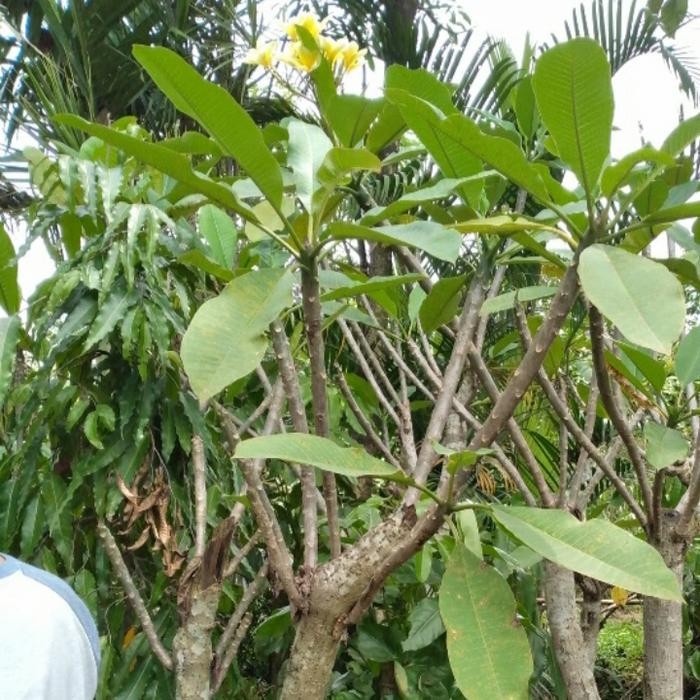 Terlaris Tanaman Kamboja Bunga Kuning Tinggi 2 Meter Batang Seperti Gambar