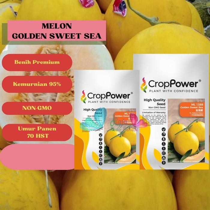 [Sp] Ori Benih F1 Melon Golden Sweet Sea Super Manis Bibit Melon Golden Premium Ekslusif Sweet Net
