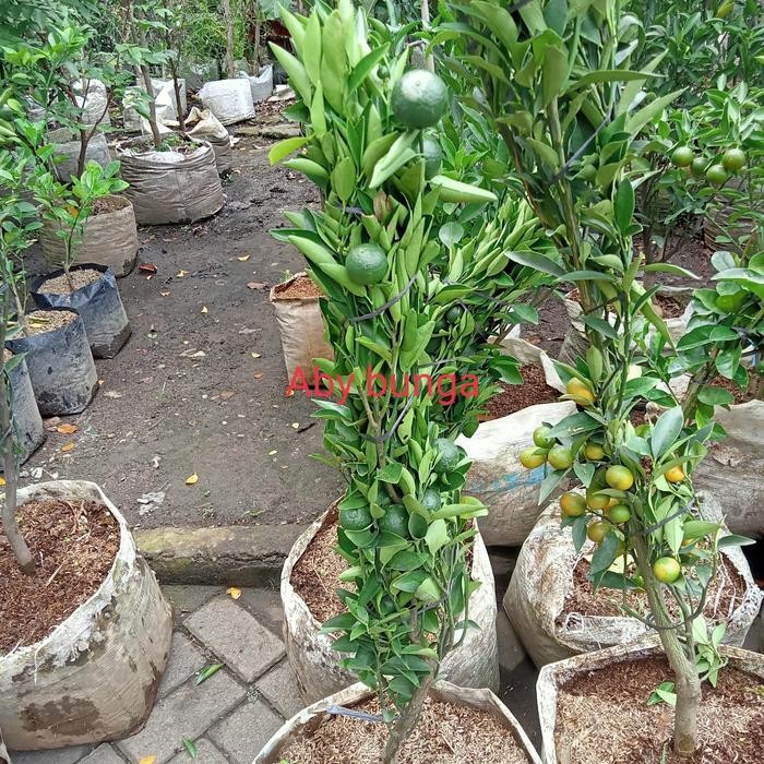 Terlaris Tanaman Pohon Jeruk Medan Berbuah