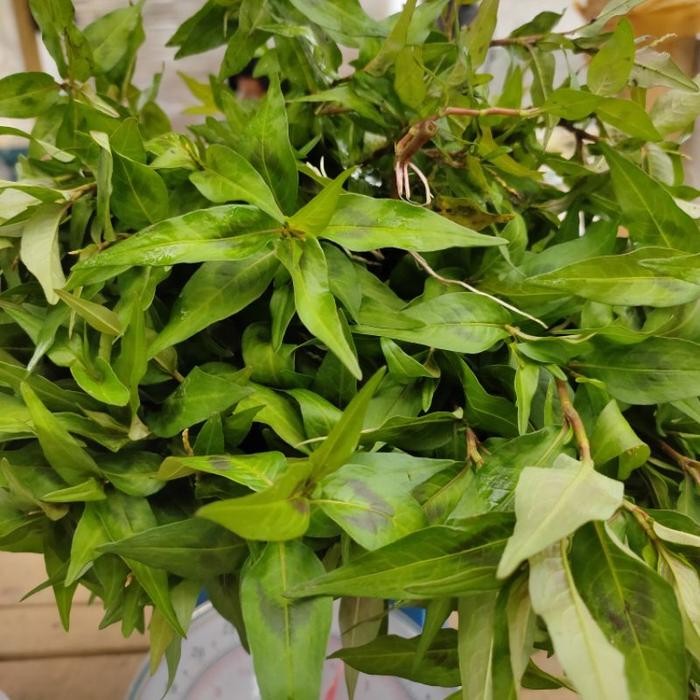 Terlaris Daun Kesum Segar 500 Gram