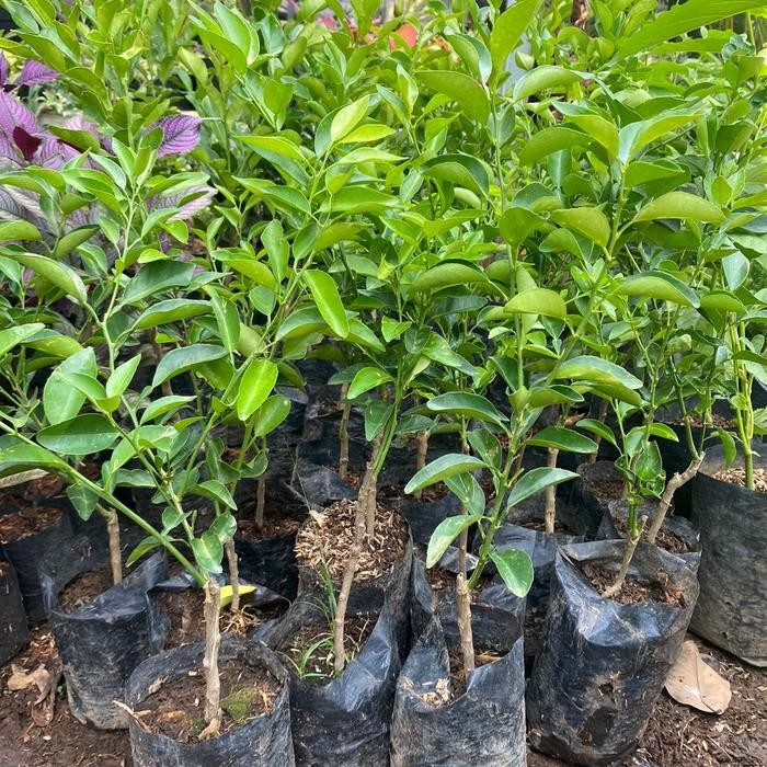 Gardening_Love Bibit Pohon Jeruk Limo - Pohon Jeruk Purut Jeruk Limo