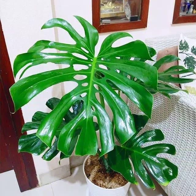 Terlaris Tanaman Hias Monstera Giant/Monstera King Uk Remaja