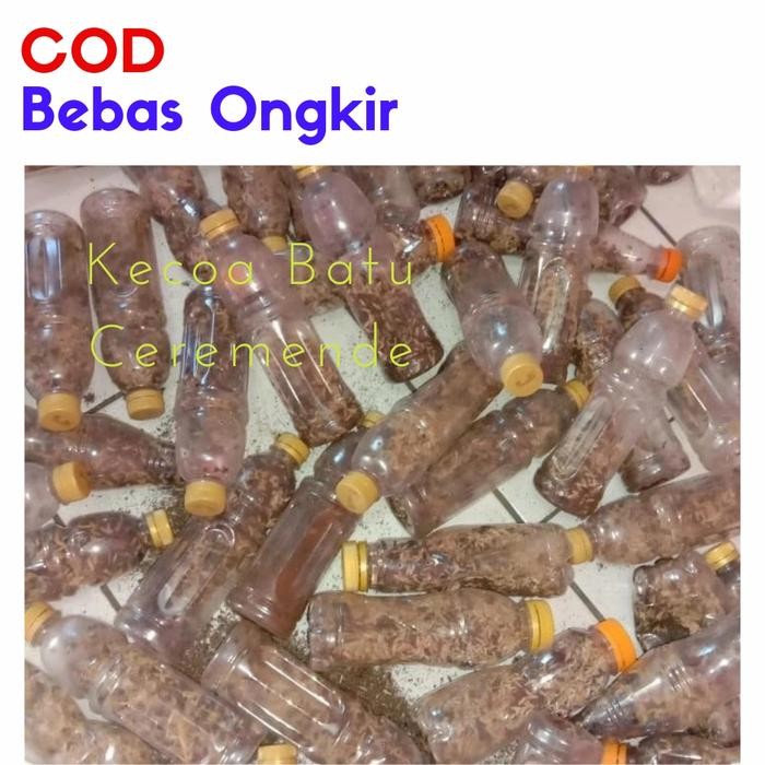 Kecoa Batu Ceremende Terlak Umpan Pancing Pakan Reptil *