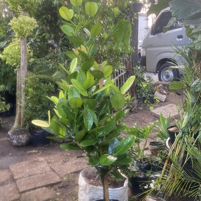 BIBIT TANAMAN FUKUGI / GARCINIA SUBELLIPTICA / NANGKA TAIWAN