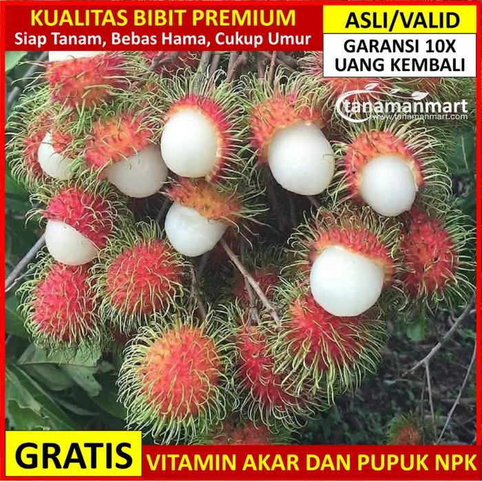 Bibit Rambutan Binjai Ber, Bibit Rambutan Binjai Valid