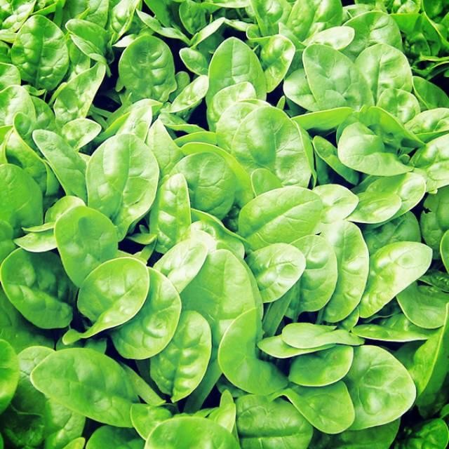 (Allthebest) Bibit Unggul Bayam Spinach F1 Benih Bayam Brazil