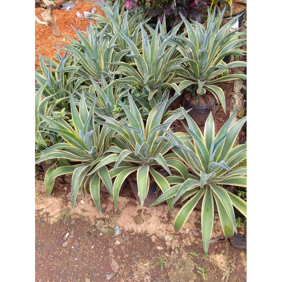 Terlaris Tanaman Siklok Agape / Pohon Agape Jumbo