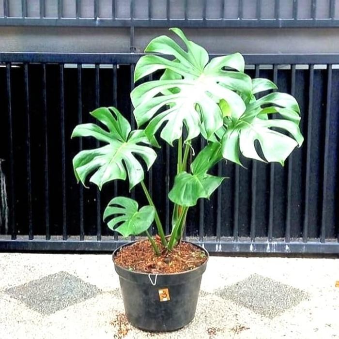 Terlaris Monstera King Tanaman Hias Monstera King Giant Monstera Besar