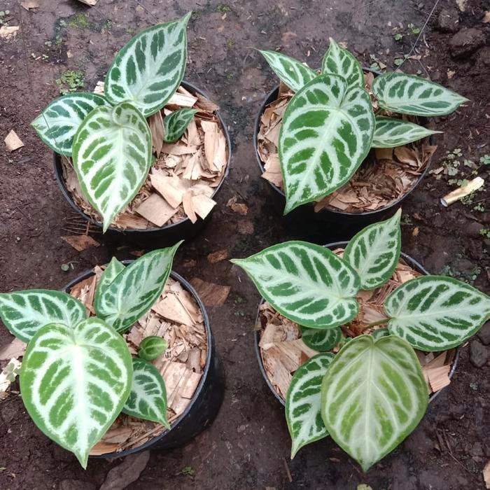 JTTOP" ANTHURIUM DORAYAKI SILVER BLUSH - DORAYAKI SILVER BLUSH