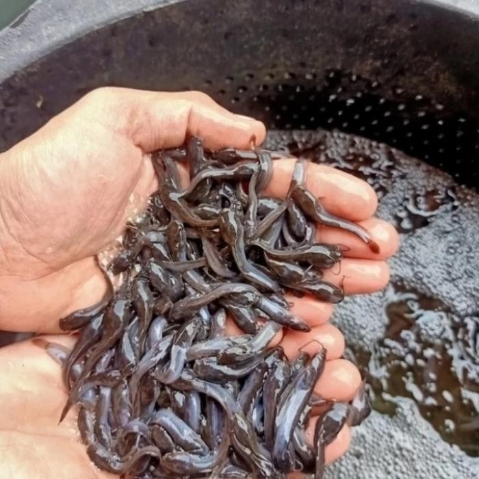 PAKET PEMBESARAN 1000 EKOR BIBIT IKAN LELE ( SIAP MASUK KOLAM )