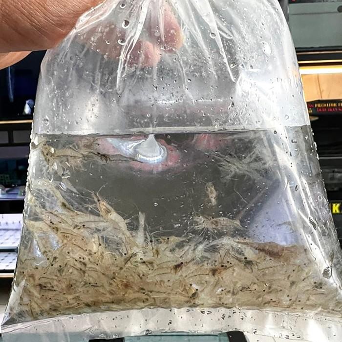 PAKAN UDANG SAWAH HIDUP PER CUP / PAKAN HIDUP IKAN PREDATOR