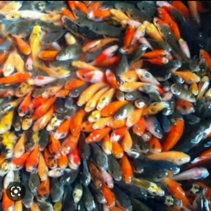 IKAN MAS HIDUP PAKAN IKAN PREDATOR 300 EKOR