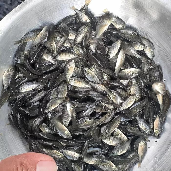 BIBIT BENIH IKAN MUJAIR NILA HITAM NIRWANA 1/2 LITER - GRATIS PELET