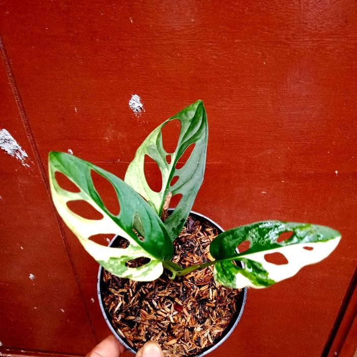 Terlaris Monstera Acuminata /Janbol Variegata