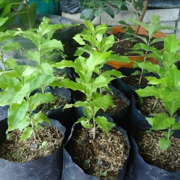 

TERLARIS Bibit Taan Kacang Almond READY STOCK