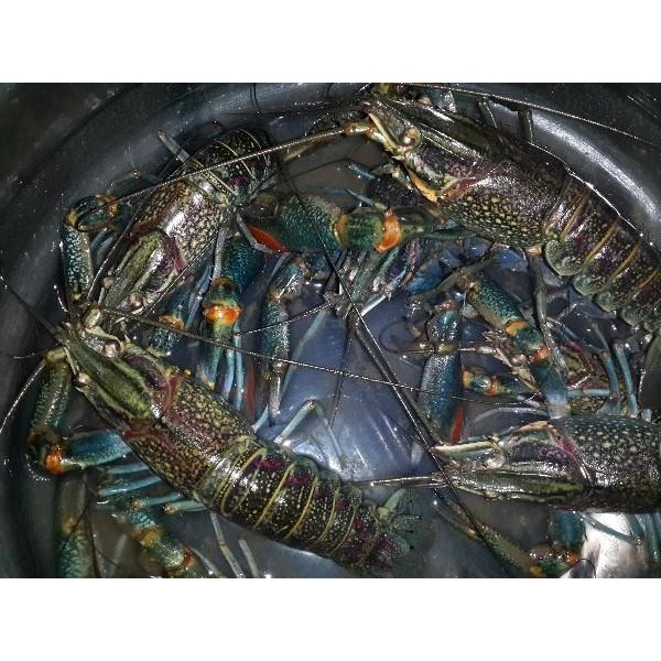 

Lobster Air Tawar Konsumsi Hidup isi 5 - 10 ekor