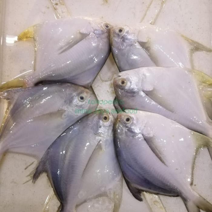 

ikan bawal putih kecil fresh