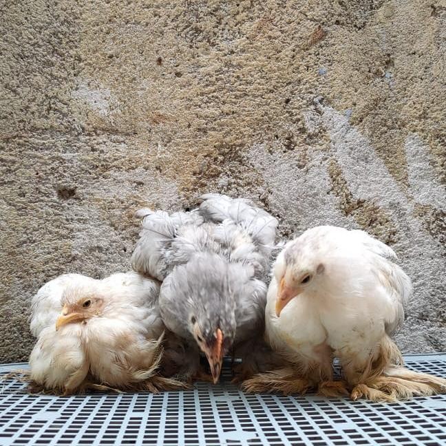 Ayam Cochin Bantam - Ayam Sepatu - Ayam Hias